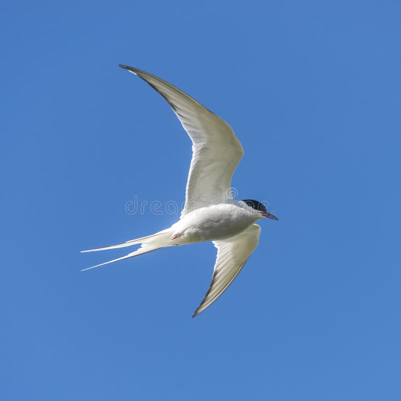 Pojedynczy seagull latanie przy niebieskim niebem przy Iceland, lato, 2015 fotografia royalty free Pojedynczy seagull latanie przy niebieskim niebem przy Iceland, lato, 2015 fotografia royalty free