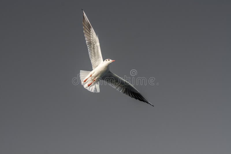 Pojedynczy seagull latanie w błękicie niebo zdjęcia stock Pojedynczy seagull latanie w błękicie niebo zdjęcia stock