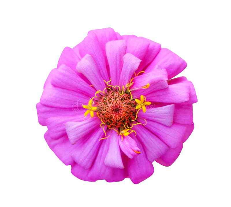 Pojedynczy słodki kolorowy różowy płatek cyni violacea kwitnie lub asteraceae z jaskrawym czerwieni i koloru żółtego pollen odgór obraz stock Pojedynczy słodki kolorowy różowy płatek cyni violacea kwitnie lub asteraceae z jaskrawym czerwieni i koloru żółtego pollen odgór obraz stock