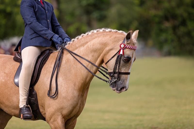 A beautiful show horse with plaited mane, being ridden in an event at a country show. A beautiful show horse with plaited mane, being ridden in an event at a country show