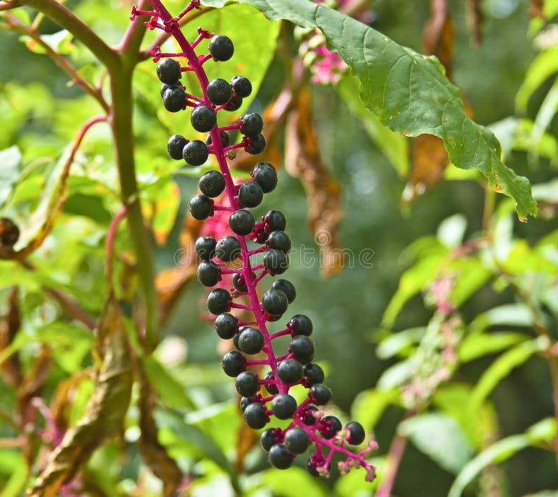 Pokeweed américain image libre de droits Pokeweed américain image libre de droits