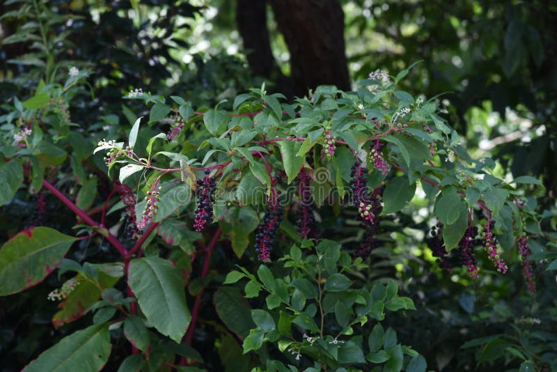 Pokeweed américain image libre de droits Pokeweed américain image libre de droits