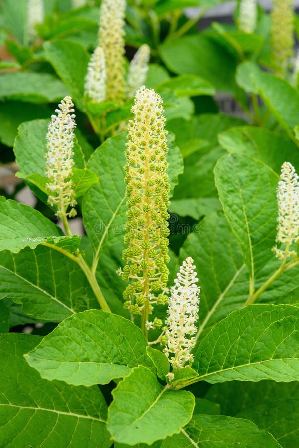 Pokeweed début juin photo libre de droits Pokeweed début juin photo libre de droits