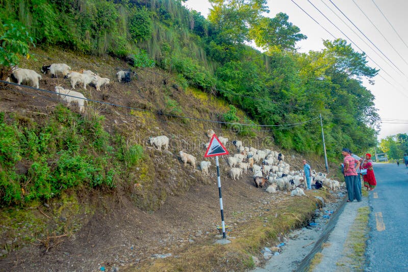 Pokhara Nepal September 04 2017 Shepherd Take Care Of Flocks Of