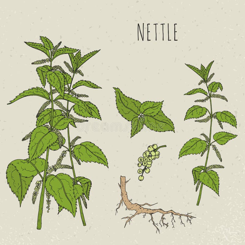 Pokrzywowa medyczna botaniczna odosobniona ilustracja Roślina, liście, korzeń, kwiaty wręcza rysującego set Rocznika nakreślenie ilustracji Pokrzywowa medyczna botaniczna odosobniona ilustracja Roślina, liście, korzeń, kwiaty wręcza rysującego set Rocznika nakreślenie ilustracji