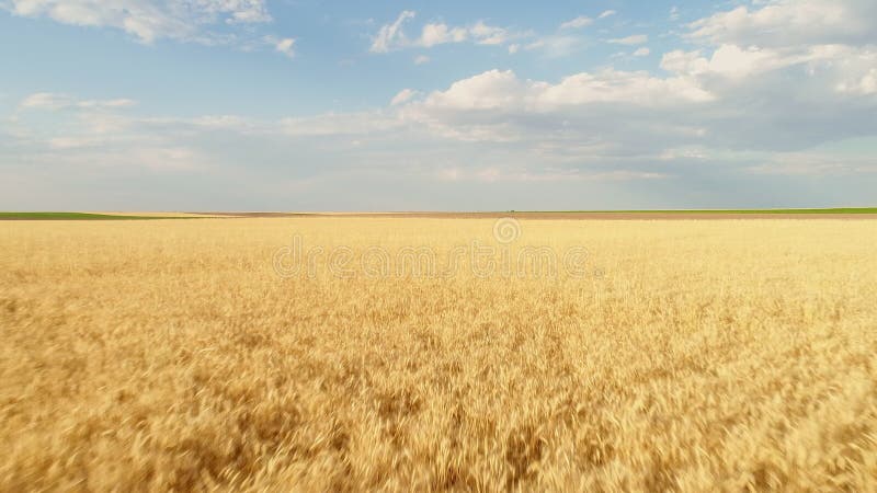 Pola pszenicy na początku lata w zachodniej Nebrasce