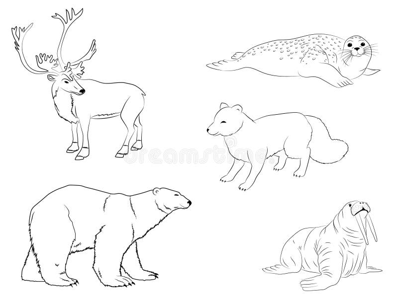 Polar Arctic Animals. the Outline Collection of Reindeer, Sea Calf, White  Bear, Walrus, and Fox Stock Vector - Illustration of mammal, drawing:  113819882