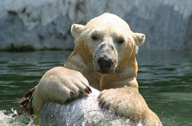 Polar Bear