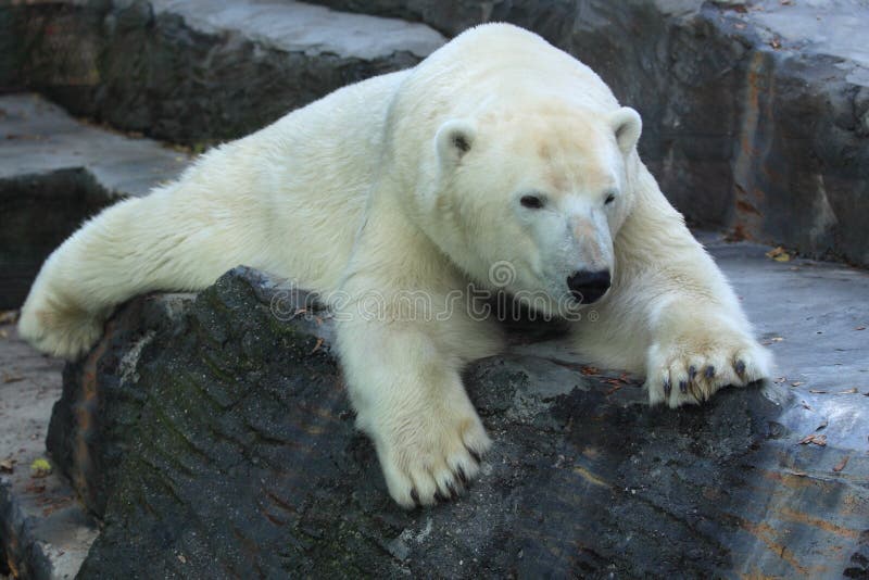 Polar bear stock image Polar bear stock image