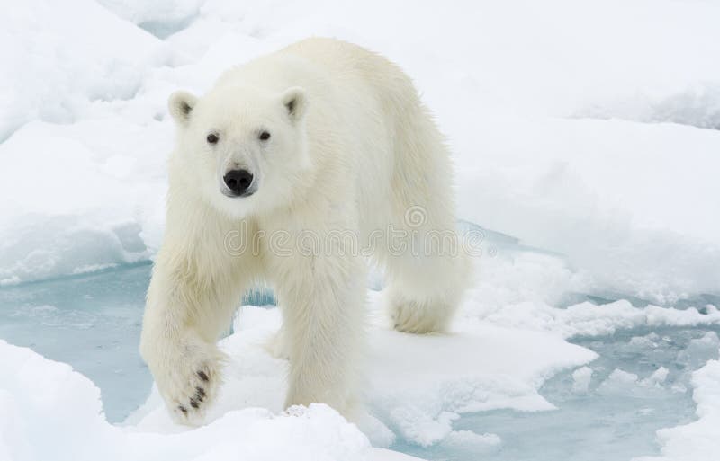 Eisbären gehen auf Eis Blatt, Svalbard, Spitzbergen.