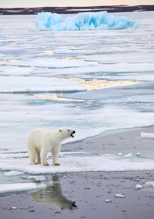 Polar bear royalty free stock photo Polar bear royalty free stock photo