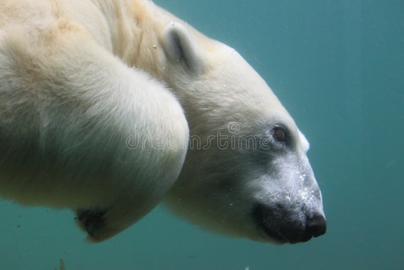 Polar bear