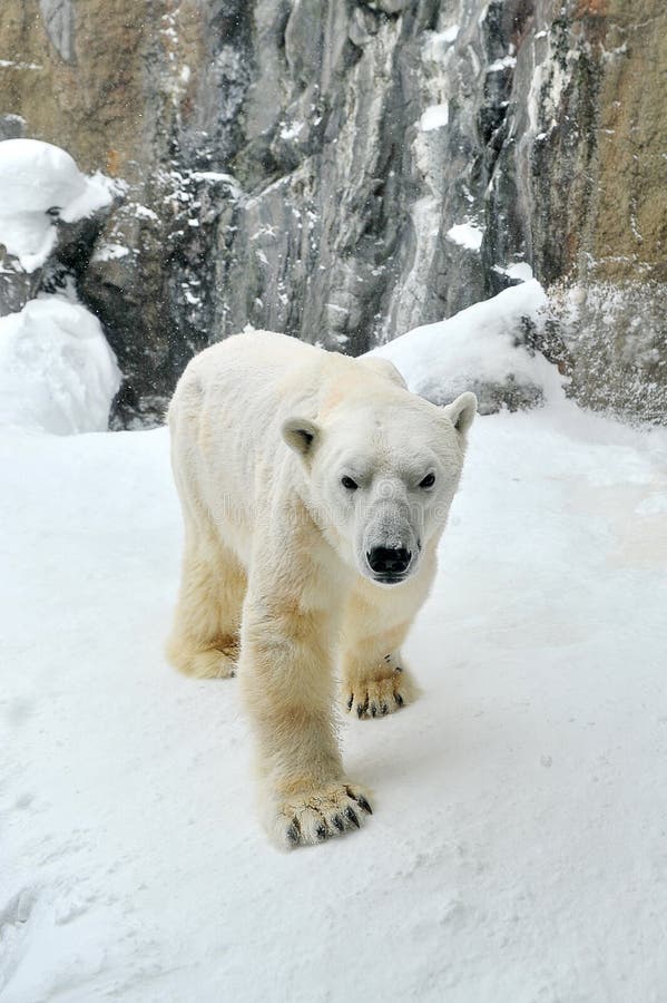 Polar Bear