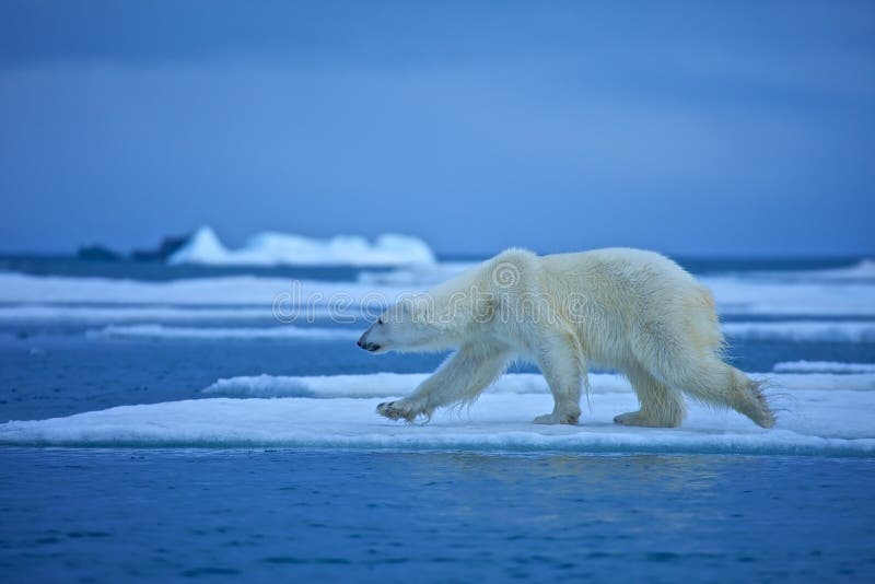 Ľadový medveď na kryha.