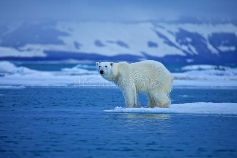 Orso polare sul lastrone.