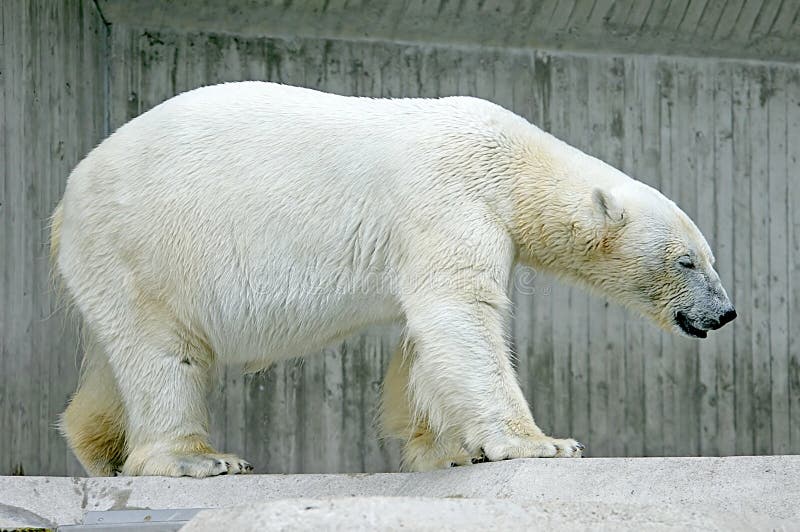 Polar Bear 3