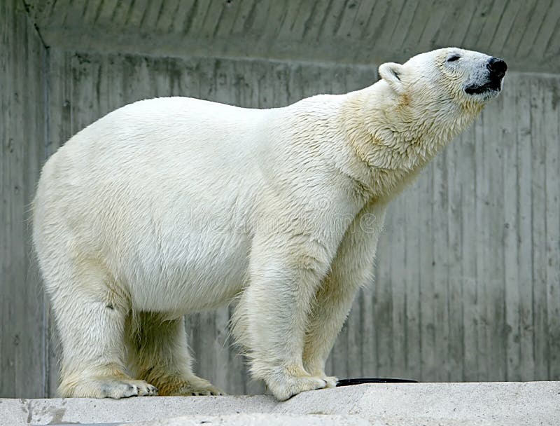 Polar Bear 4