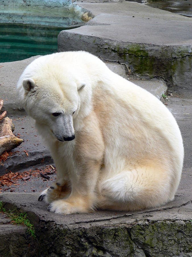Polar bear with a meat stock image. Image of maritimus 23629395