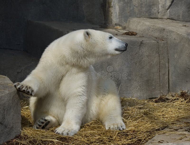 Polar bear