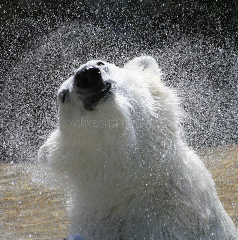 polar-bear-5372858.jpg