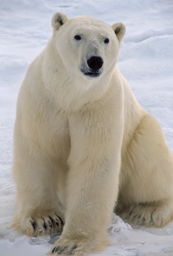 Ľadový medveď sedí na tundra, Fotografoval v Kanadskej Arktíde.