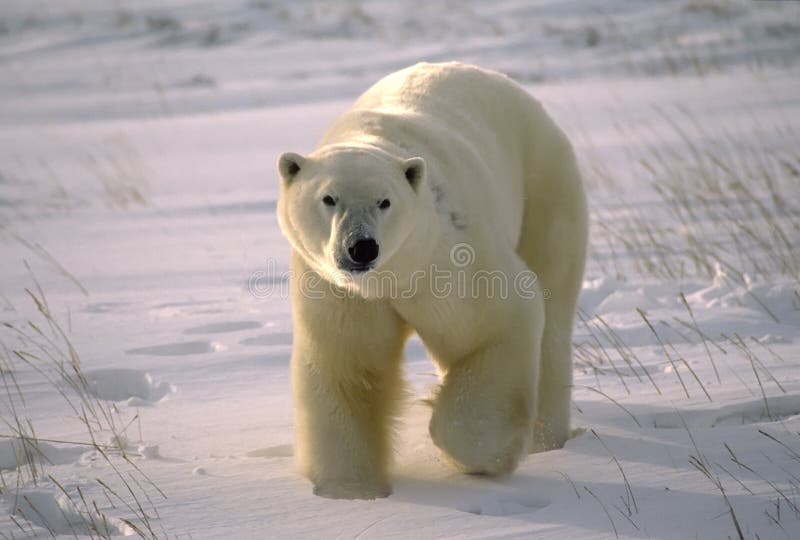 Ľadový medveď na Kanadskej Arktickej tundry.