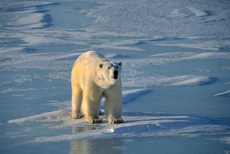 Veľký muž ľadový medveď na zamrznuté jazero.