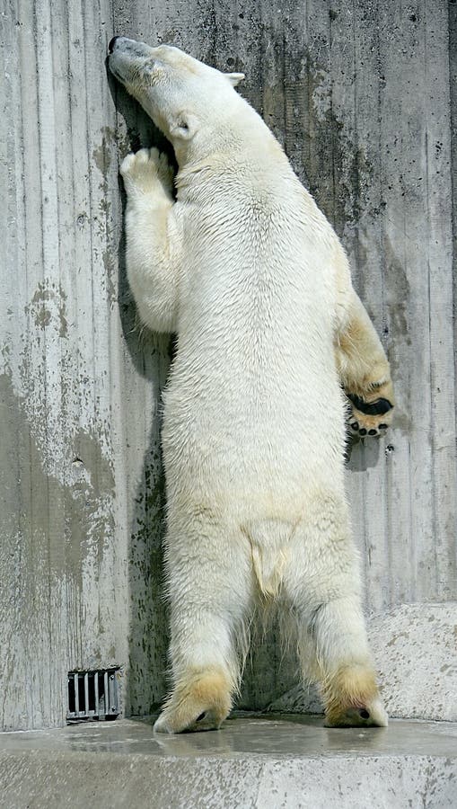 Polar Bear 7