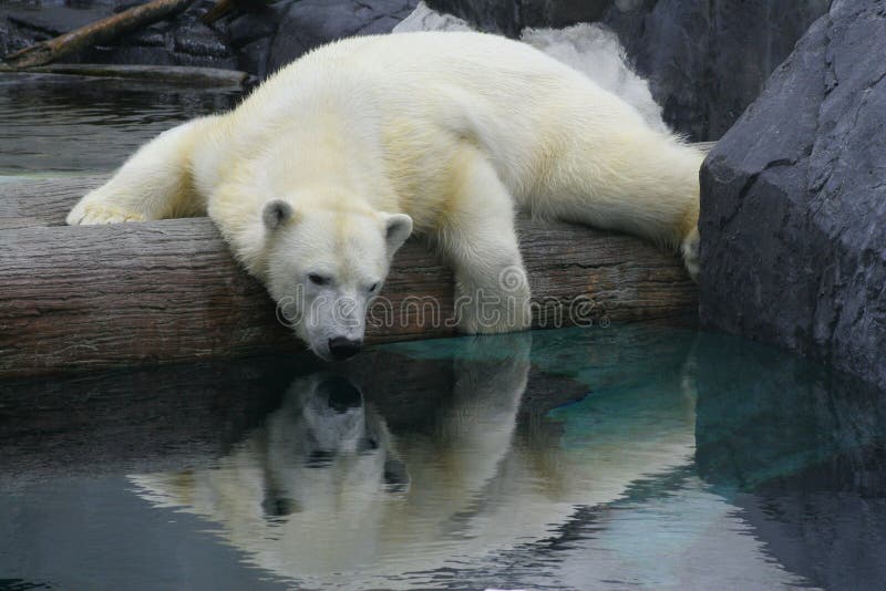 Orso polare riflessi.