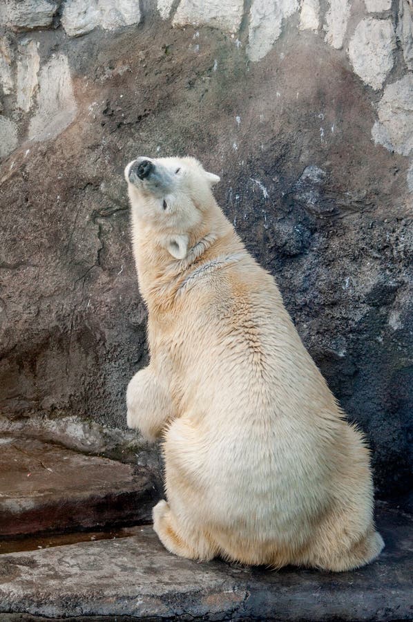 Polar Bear Sitting Back Stock Photos Free & RoyaltyFree Stock Photos