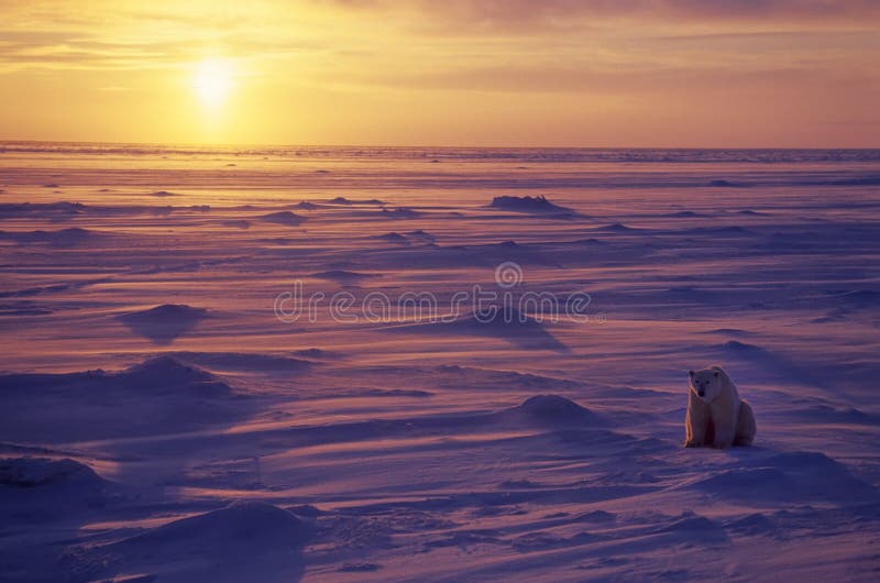 Polar bear in Canadian Arctic