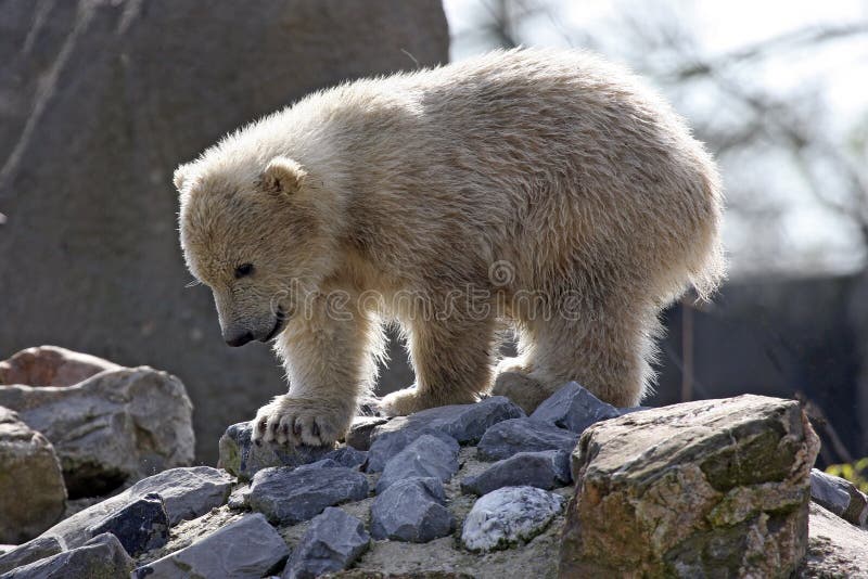 Polar bear cub royalty free stock photo Polar bear cub royalty free stock photo