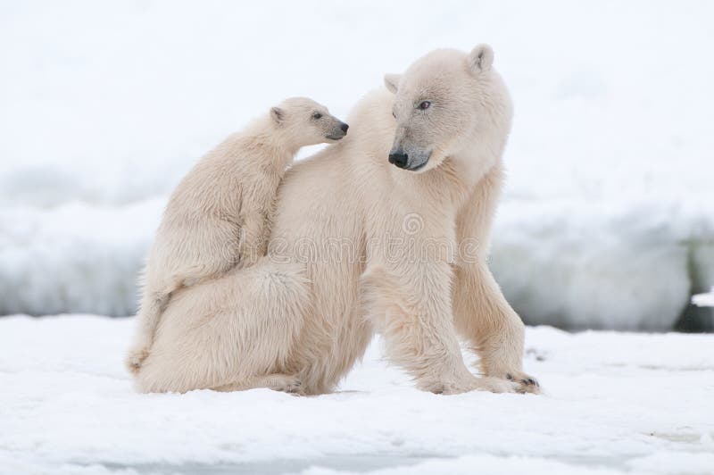 Eisbär Jungtier auf der.