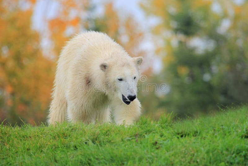 Polar bear cub royalty free stock photos Polar bear cub royalty free stock photos