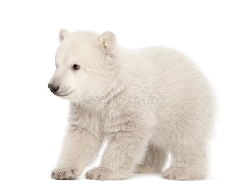 Polar bear cub, Ursus maritimus, 3 months old stock images Polar bear cub, Ursus maritimus, 3 months old stock images
