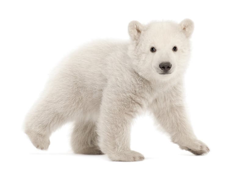 Polar bear cub, Ursus maritimus, 3 months old