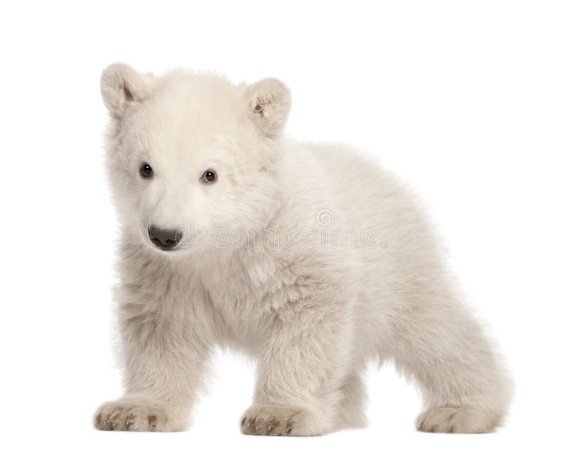 Polar bear cub, Ursus maritimus, 3 months old