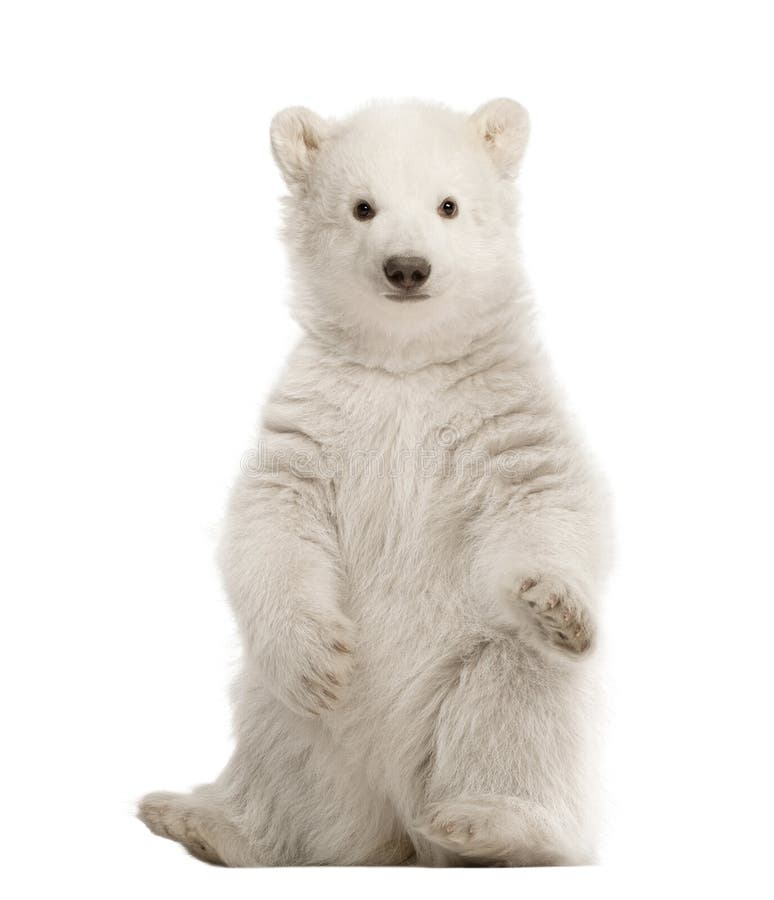 Polar bear cub, Ursus maritimus, 3 months old