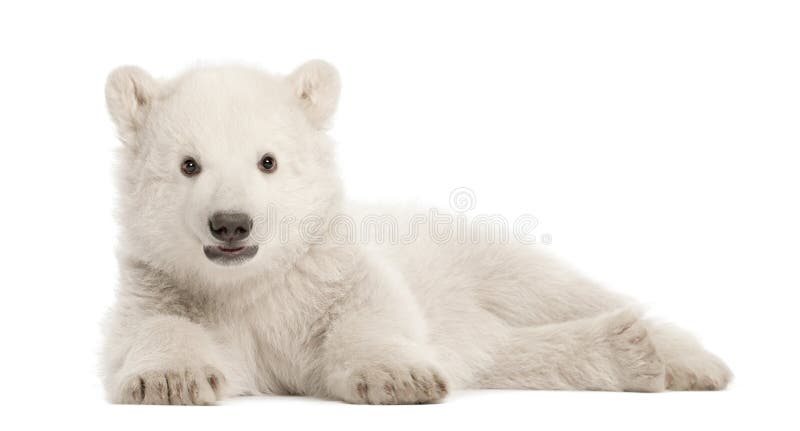 Polar bear cub, Ursus maritimus, 3 months old