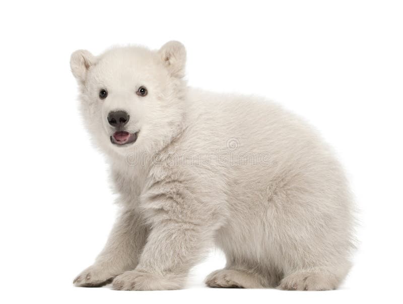 Polar bear cub, Ursus maritimus, 3 months old