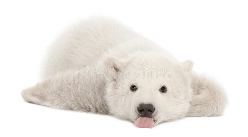 Polar bear cub, Ursus maritimus, 3 months old royalty free stock photography