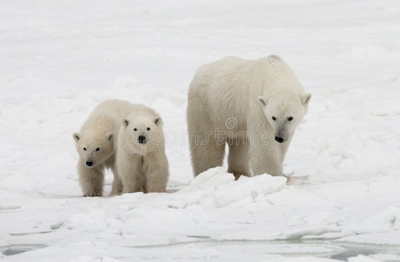 Polar Bear with a Cubs in the Tundra. Canada Stock Photo Image of