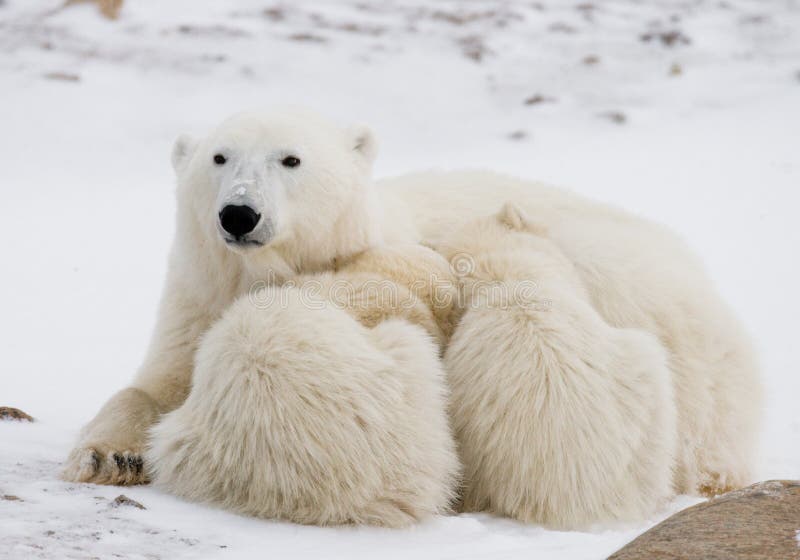 Polar Bear with a Cubs in the Tundra. Canada Stock Photo Image of