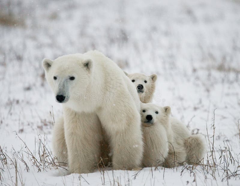 Polar bear with a cubs in the tundra. Canada. stock photo Polar bear with a cubs in the tundra. Canada. stock photo