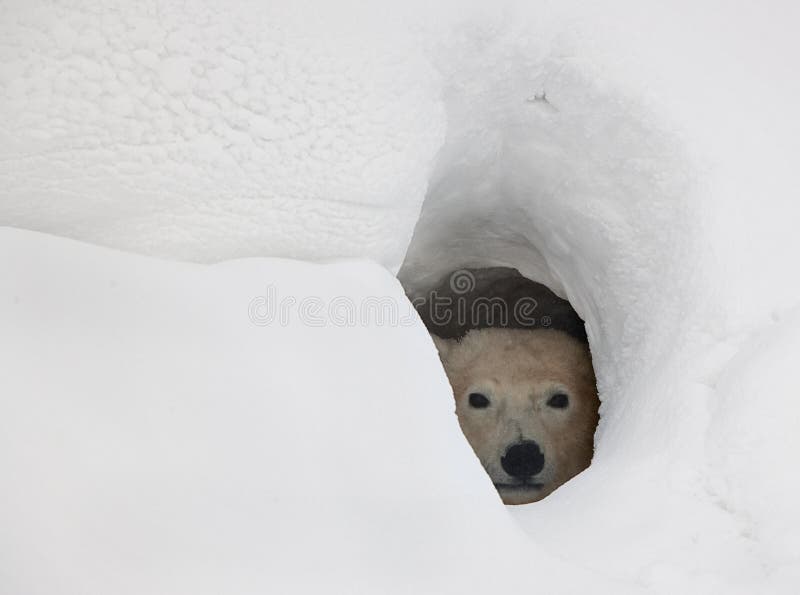 The polar bear in a den