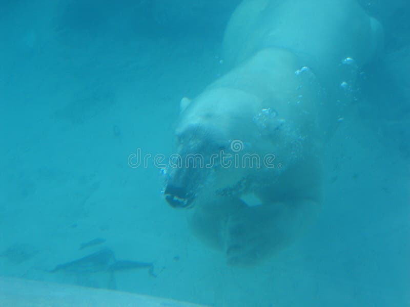 Polar bear diving under water with bubbles