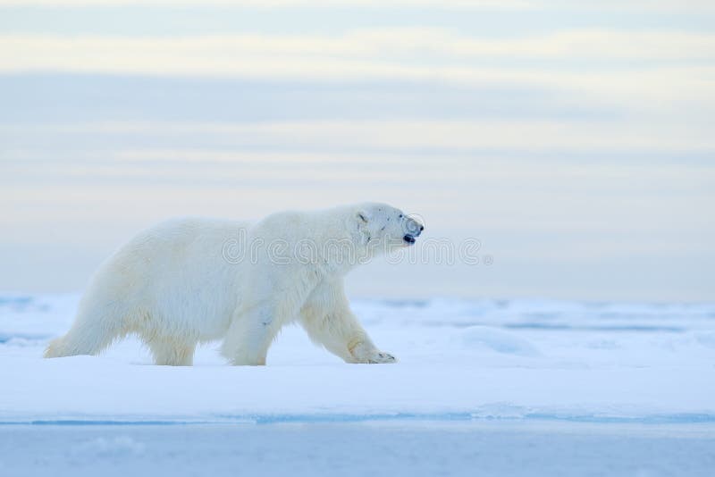 Polar bear on drift ice edge with snow and water in Norway sea. White animal in the nature habitat, Europe. Wildlife scene from