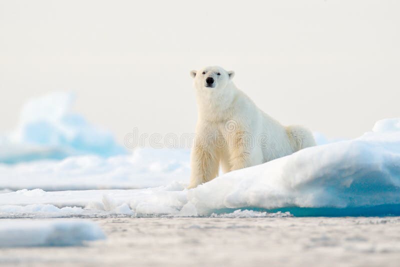 Polar bear on drift ice edge with snow and water in Norway sea. White animal in the nature habitat, Svalbard, Europe. Wildlife