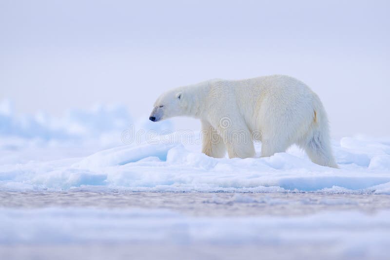 Polar bear on drift ice edge with snow and water in Norway sea. White animal in the nature habitat, Svalbard, Europe. Wildlife