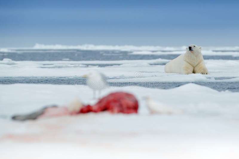 Polar bear on drift ice edge with snow and water in sea. White animal in the nature habitat with blood seal catch, north Europe, S